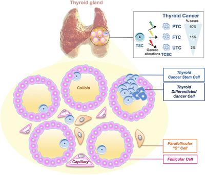 Cancer Stem Cells in Thyroid Tumors: From the Origin to Metastasis